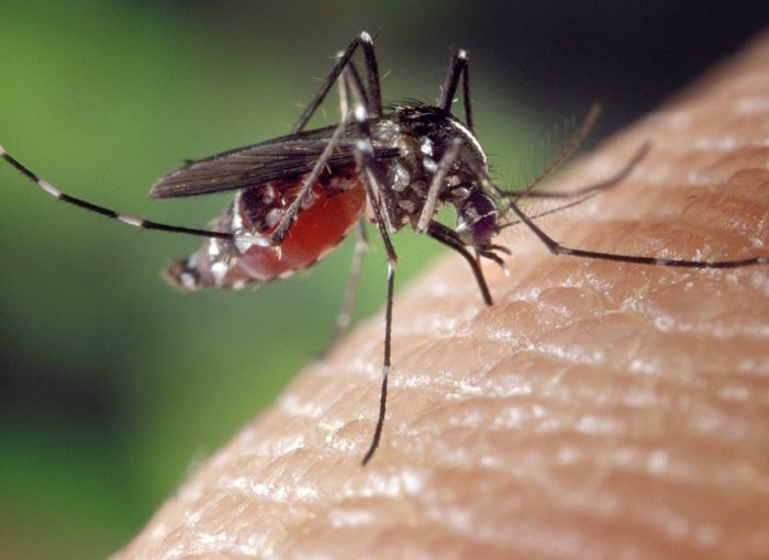 Effektive Mittel gegen Mücken in Skandinavien und Schottland