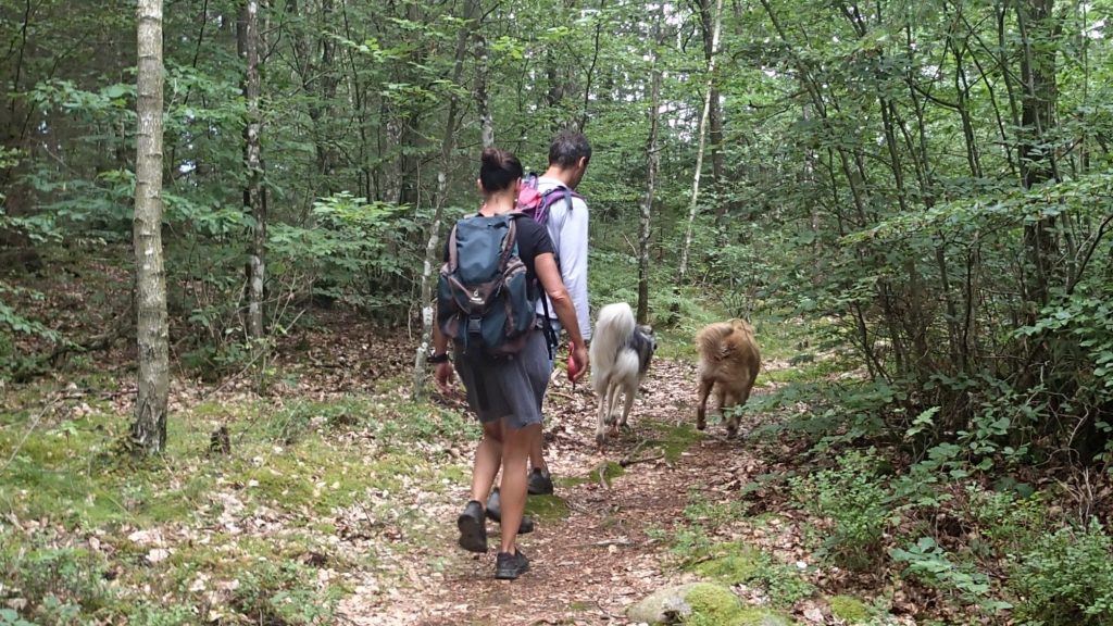 Singletrails mit Hund in Hallands län