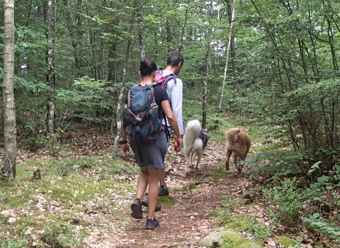 Singletrails mit Hund in Hallands län