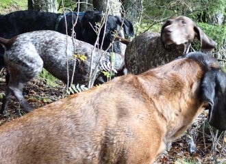 Vier Hunde spielen im Wald - Hundeparadies im SchwedenParadies