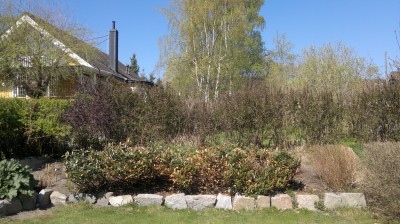 Image Thumbnail