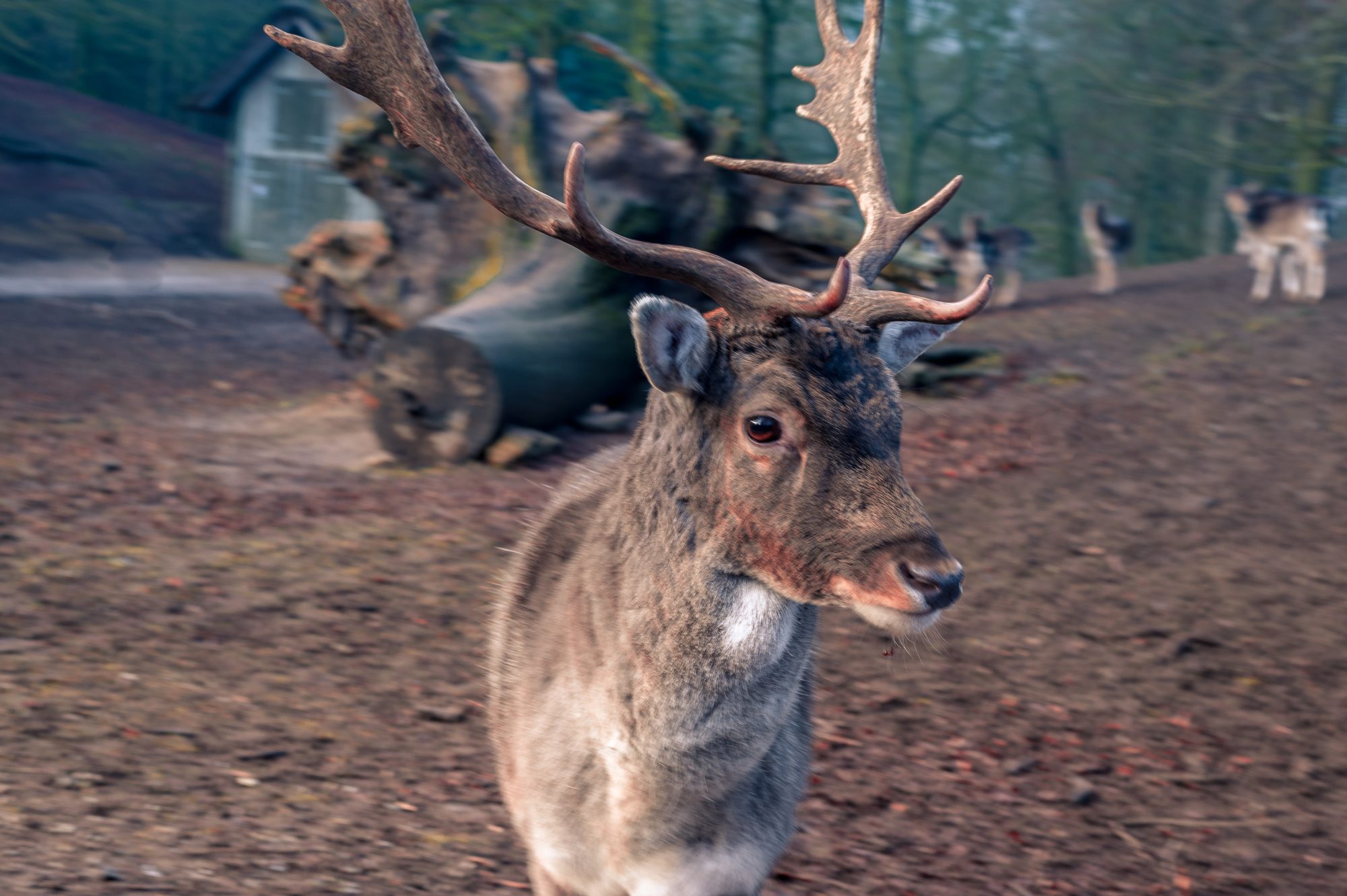 Male deer