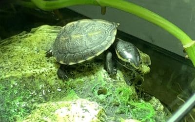 Wasserstand im Aquarium