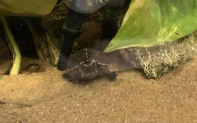 Suche nach einer Wasserschildkröte
