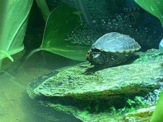 Allgemeine Informationen über die Schildkröte