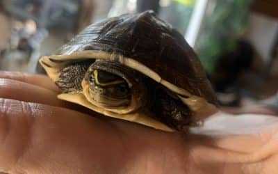 Meine zweite Schildkröte