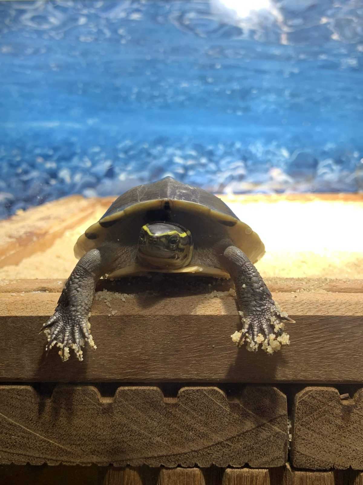 Unterschiede zwischen Kinosternon Baurii und Cuora Amboinensis