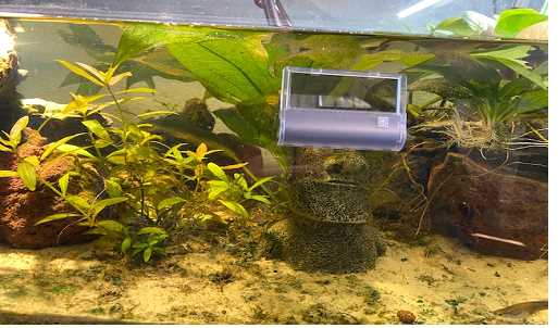 aquarium genung platz kinosternon cruentatum klappschildkroete