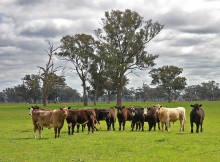 Wwoofing in Australien