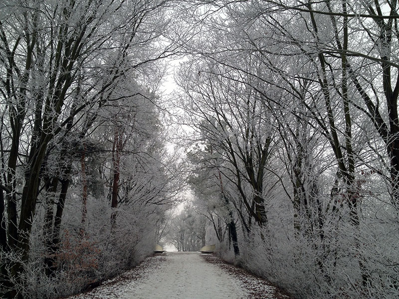 Weg im Winterwonderland