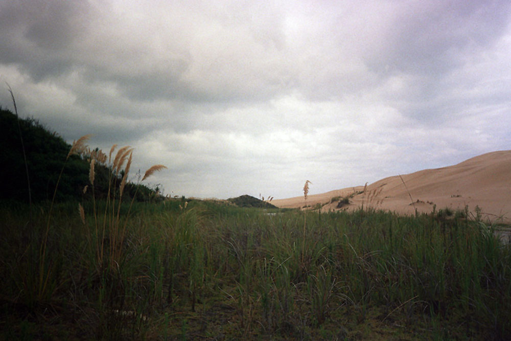 Dünen und viel grünes Gras im Northland