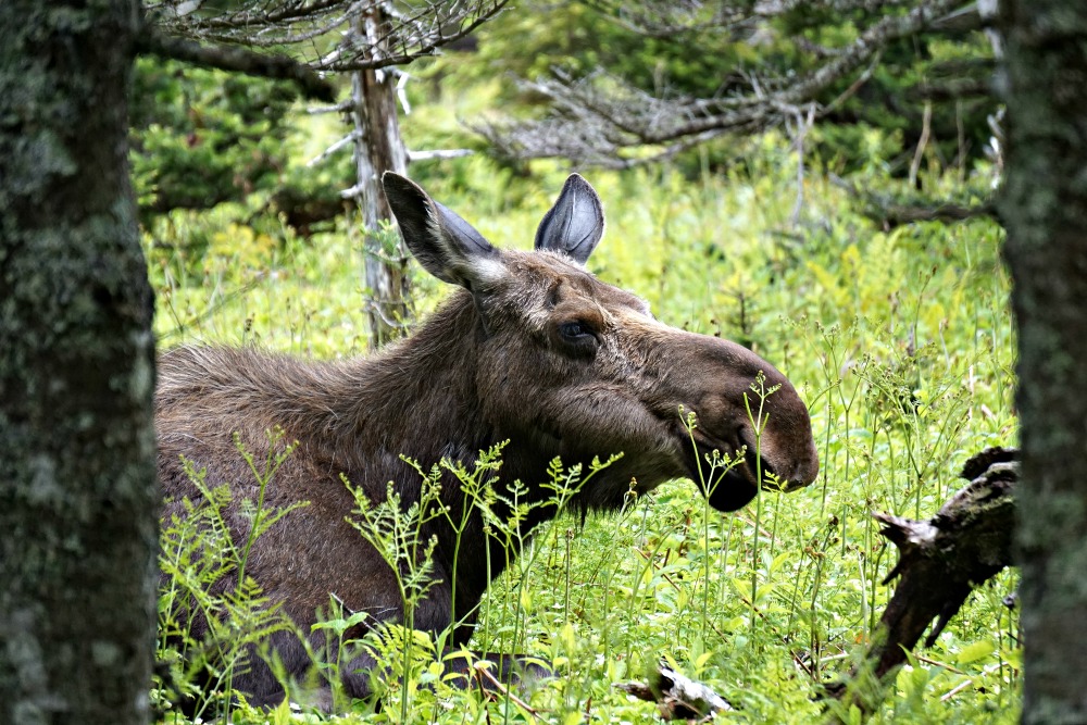 Wildlife in Kanada Cabot Trail