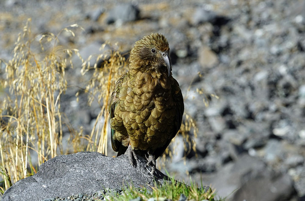 Kea - Natur und Wildlife in Neuseeland