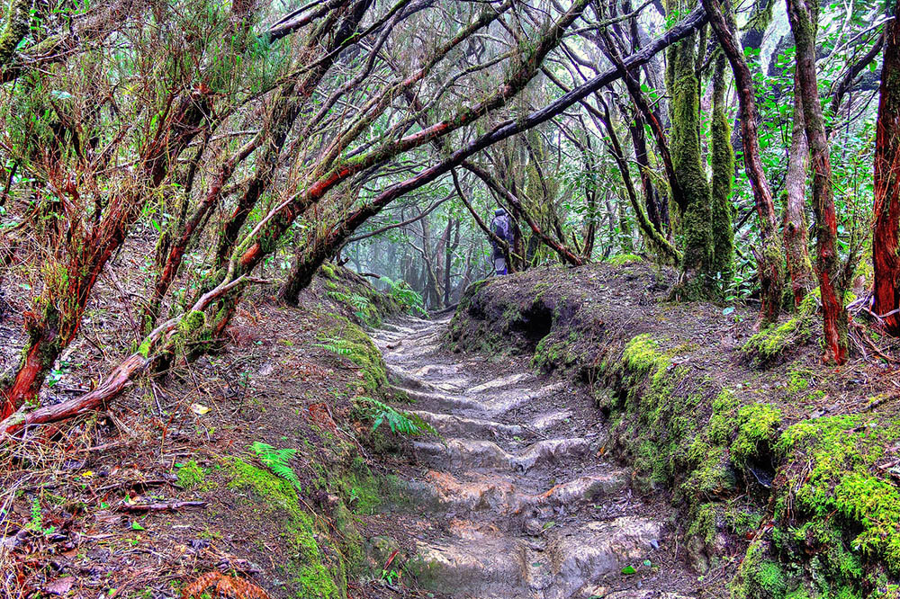 Urwald auf Teneriffa