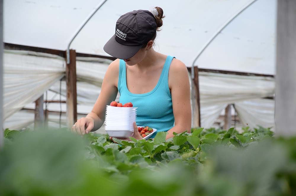 Fruit Picking bei Work and Travel