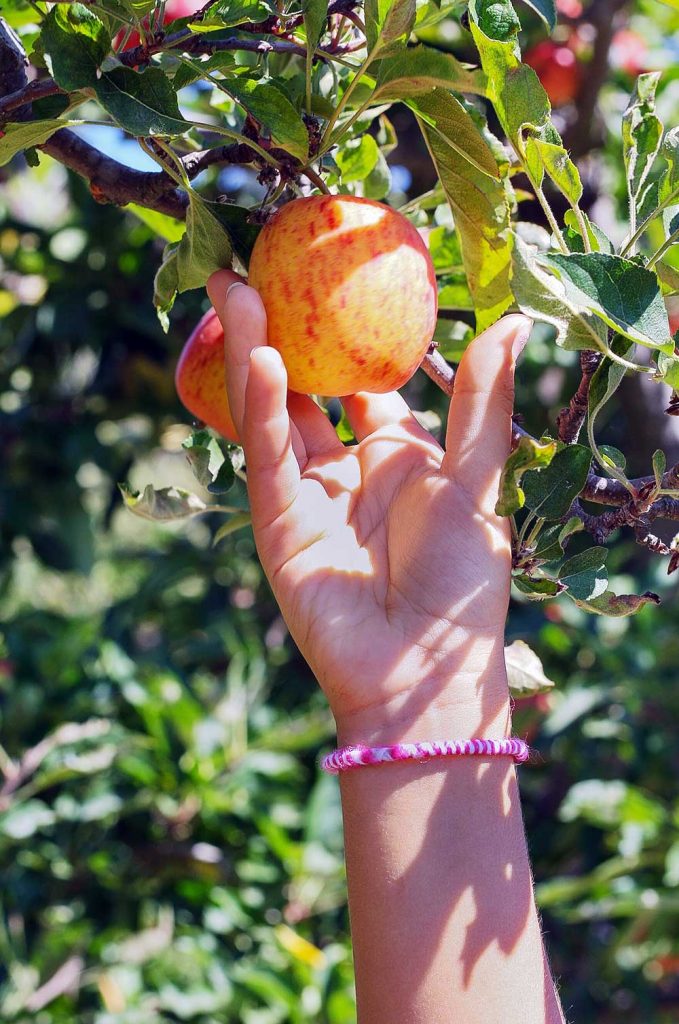 Fruit Picking in Deutschland: als Erntehelfer beim Äpfelpflücken helfen.