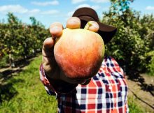 Fruit Picking in Deutschland - als Erntehelfer Jobben