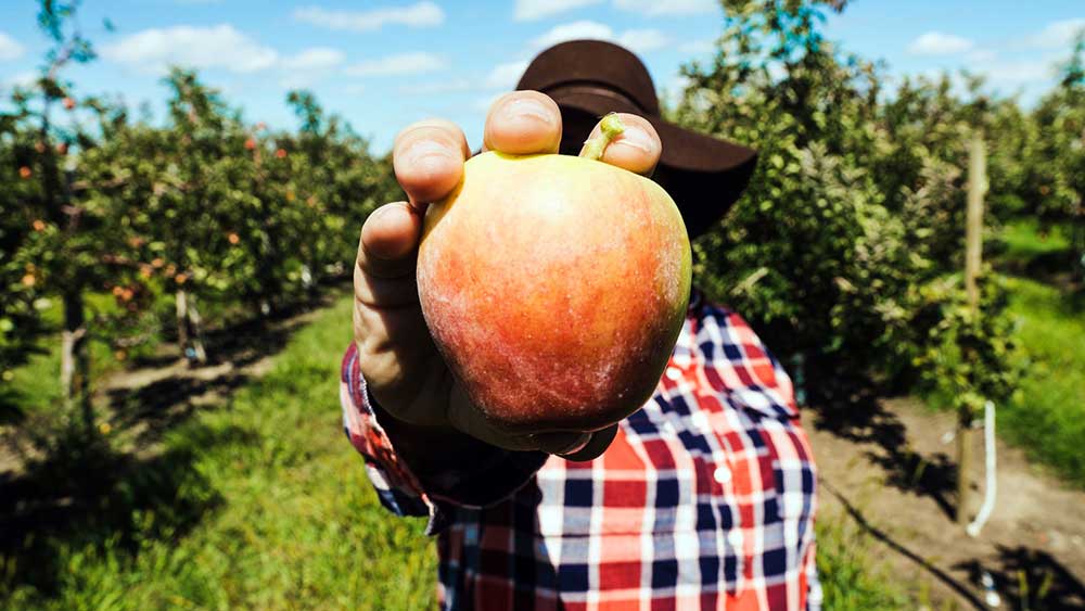 Fruit Picking in Deutschland - als Erntehelfer jobben