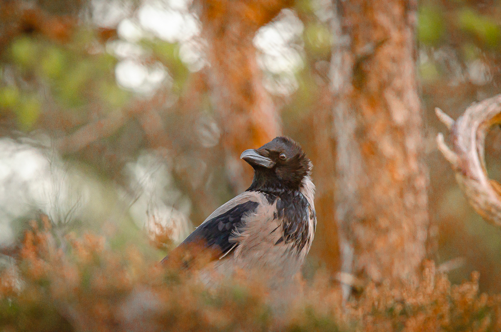 Kråke i skogen