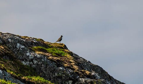 Heilo i fjellet