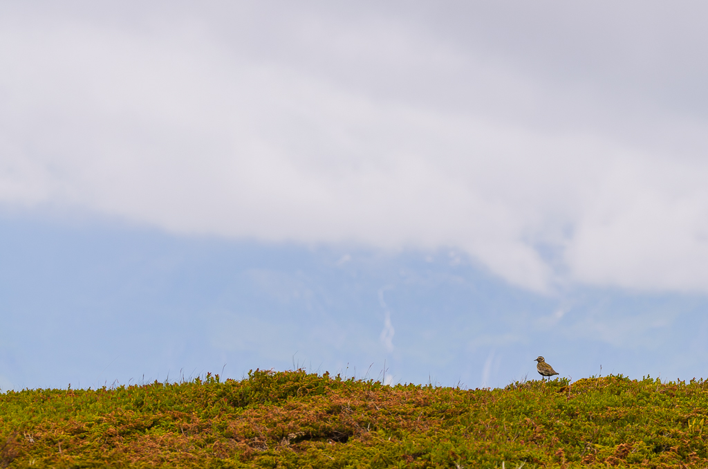 Heilo sin plass i fjellet