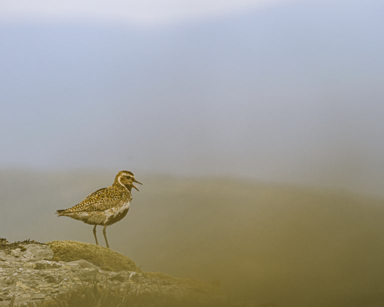 Heilo i høgfjellet