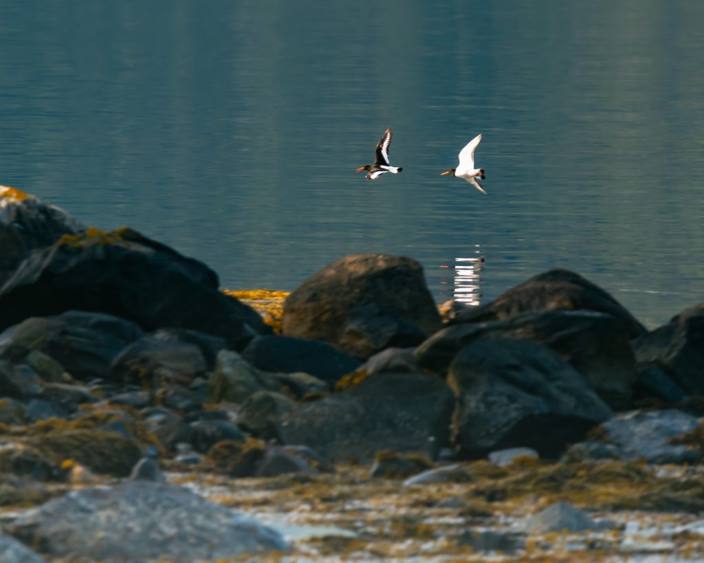 Onalar retro anal porno Katta vaginalar foto galereyasi