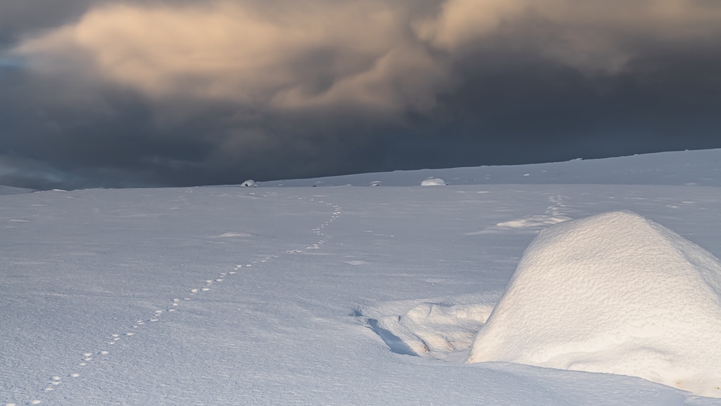 Spor i snøen