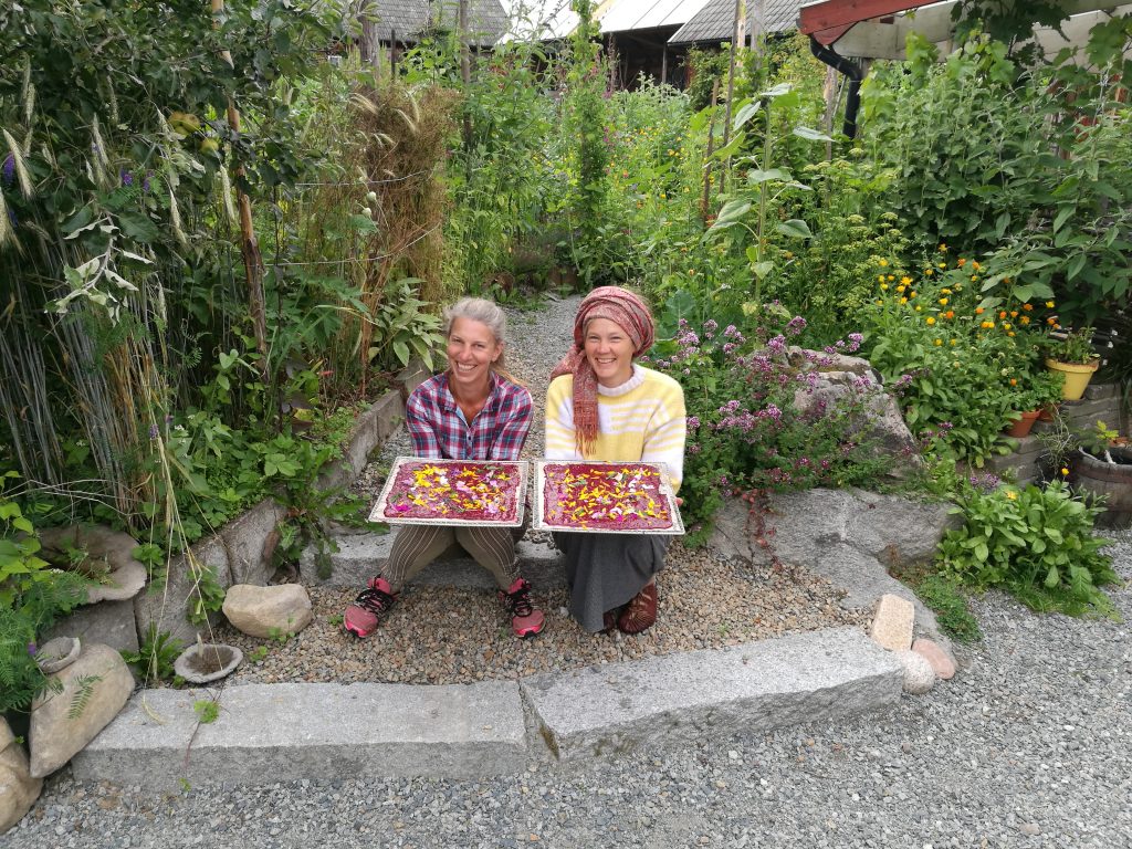 Johanna och Ylvali på Bergsäs gård. Tillreder fruktremmar från skogsträdgården