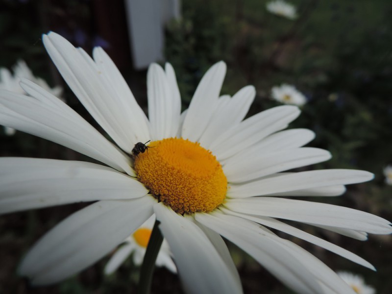 I många blommor finns att matematik, kanske i allt och alla. Fotografi Kasplina Berggren