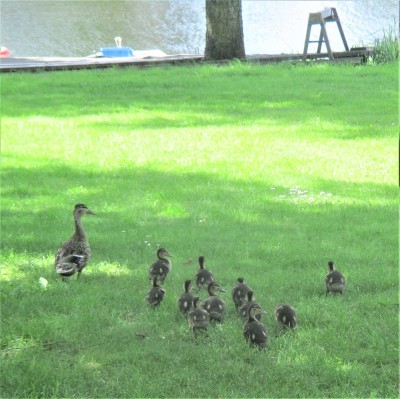 Image Thumbnail