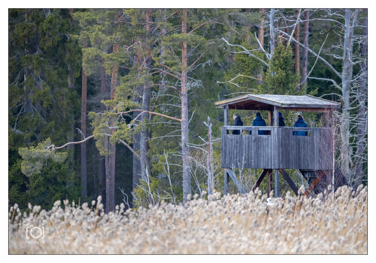 Entreprenör i golftävlingar