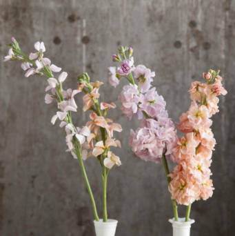 Enkel/dubbelblommig