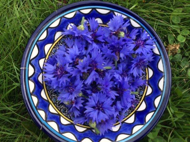 Keramikskål med mönster på gräsamatta med blommor av blåklint, centaurea cyanus, i. Bittra växter för matsmältningen där blåklint är en milt bitter ört som kan användas i te