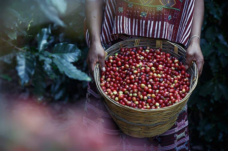 Kvinna i färgglada kläder i sydamerika på kaffeplantage håller en flätad korg full med färska röda och gula kaffebönor som sedan blir kaffe