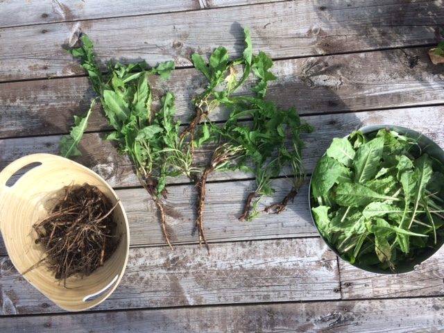 Träskål med maskrosrötter och skål med maskrosblad, taraxacum officinale, maskrosrötter med bladen ligger mellan på träaltan utomhus. Bittra växter