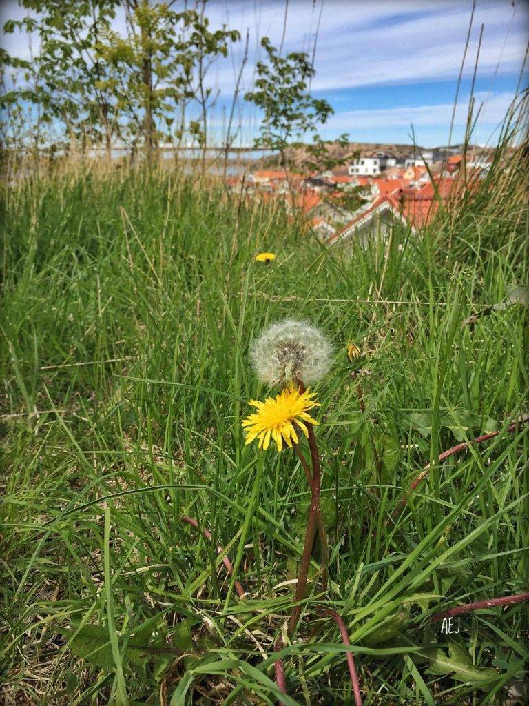 Läkeväxten maskros växer i grönt gräs, en maskros som blommar och en som vissnat och blommat färdigt på en solig vårdag