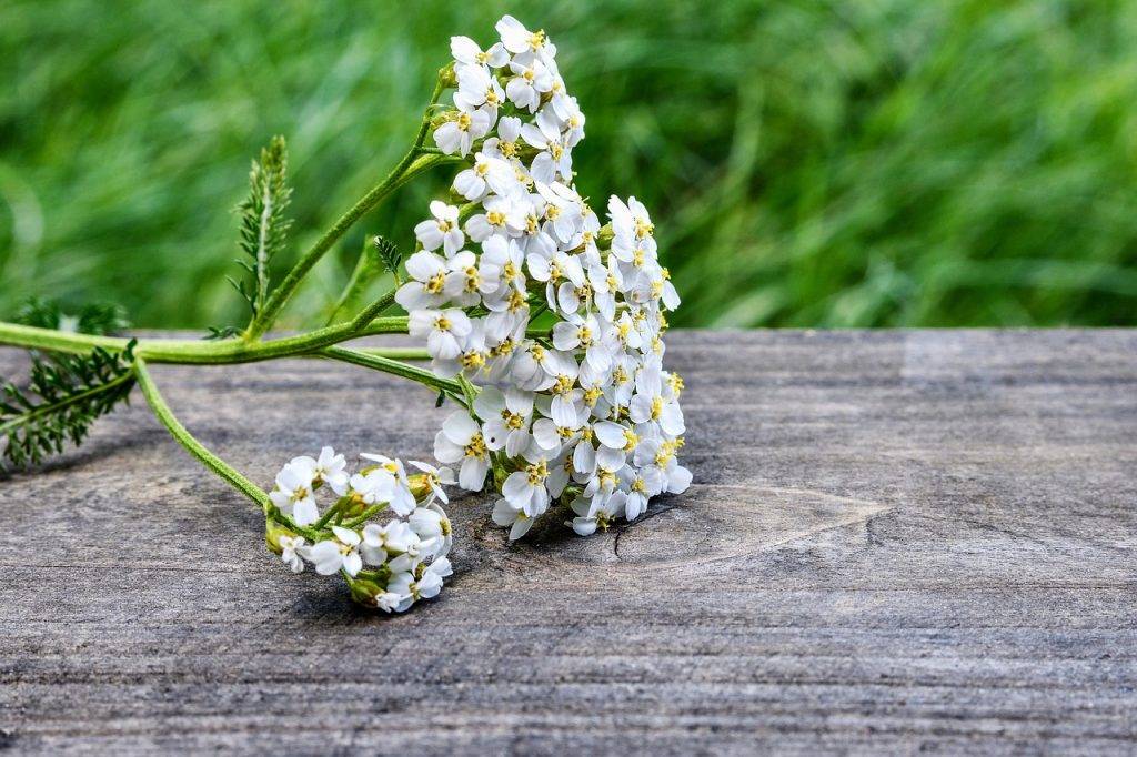 En klase med bittra och vita blommor av rölleka, achillea millifolium, liggandes på ett träbord utomhus med gräs i bakgrunden