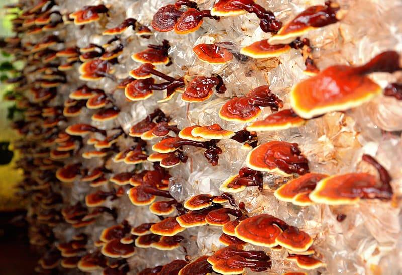 Reishi svamp odling med stora mängder rödbruna resishisvampar som växter på en vägg. Adaptogen