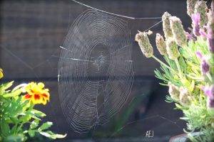 Blommor framför spindelnät, Karolines way of life hälsoblogg
