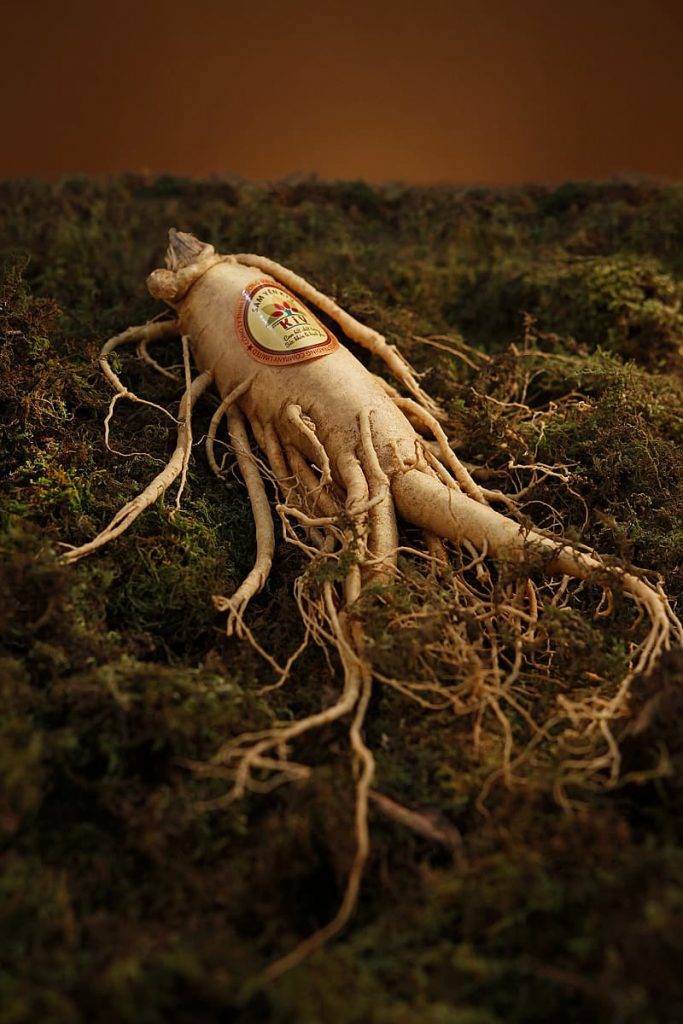 Ginseng rot, panax ginseng, ligger på mossa, ört vid klimakteriet, adaptogen