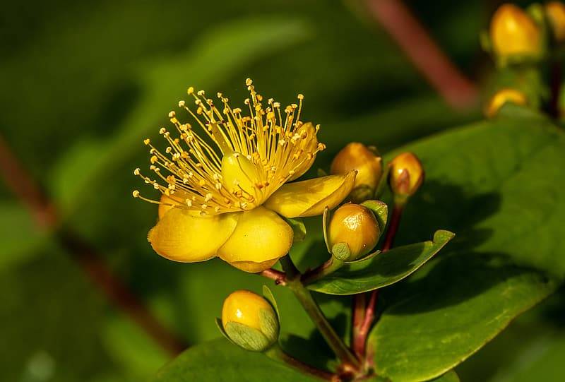 gul blomma med gröna blad av äkta johannesört, Hypericum perforatum, effektiv vid depressioner