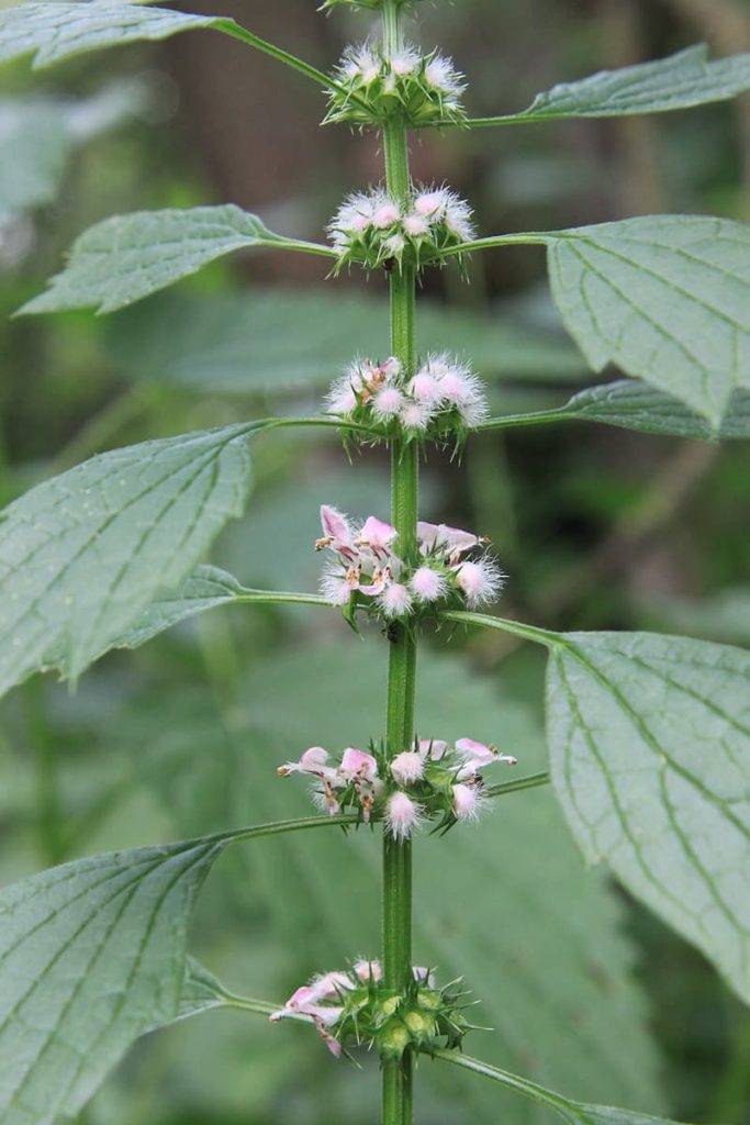 Hjärtstilla, leonurus cardiaca, ört som hjälper vid klimakteriet. Gröna blad och ljusrosa blommor