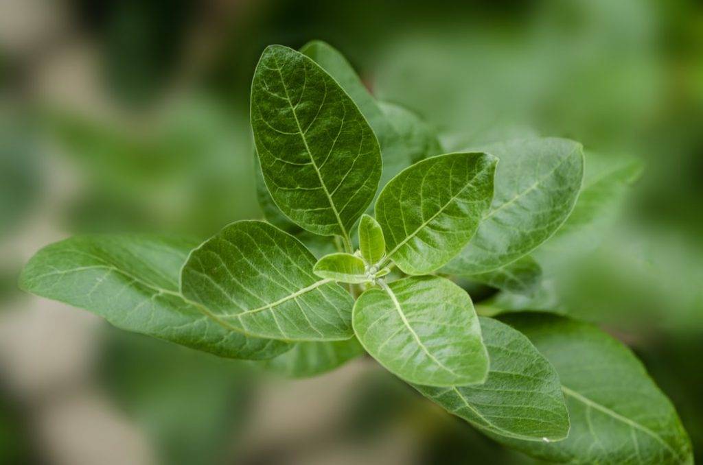 ashwagandha grönt blad på buske, adatogen ört som stärker hälsan 