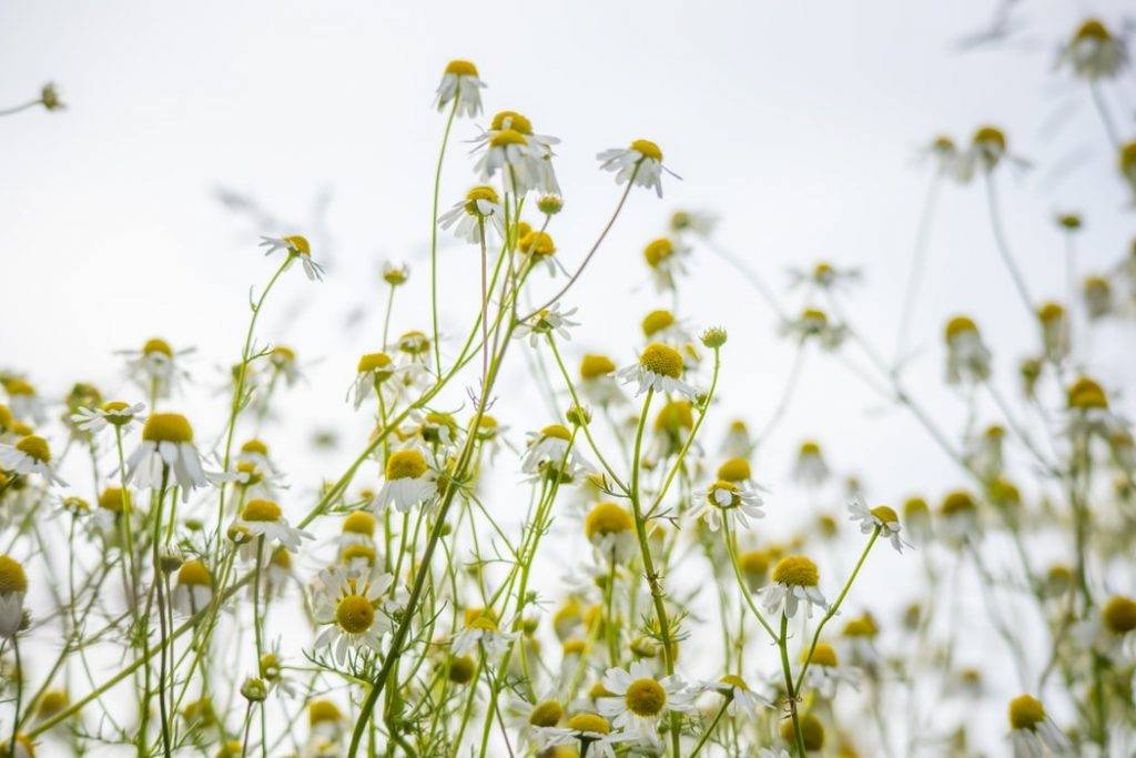 många kamomillblommor som är lugnande för nervsystemet 