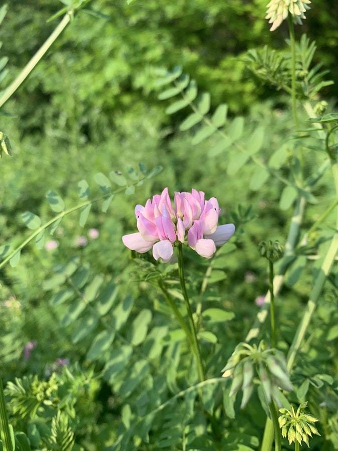 Ljusrosa blomma av astragalus, astragalus membranaceus, med gröna blad tillsammans med flera blommor som ännu inte slått ut. Adaptogena örter mot stress och för starkare hälsa.