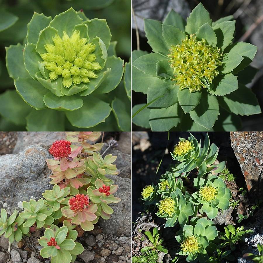 Fyra olika bilder på rosenrot, rhodiola rosea, två bilder med honblomman och två bilder med hanblomman. Örten växter ur stening mark med gröna kaktusliknande blad och antingen gula eller rosa blommor. Adaptogena örter