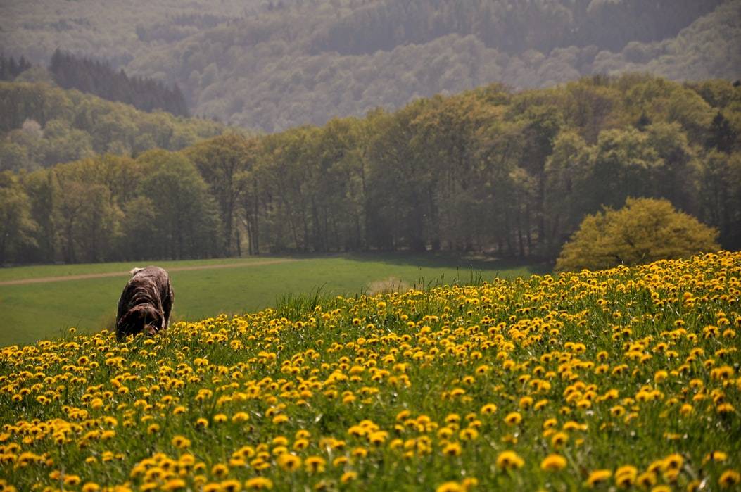 Hund går genom fält med gula maskrosor vid skog på en solig dag