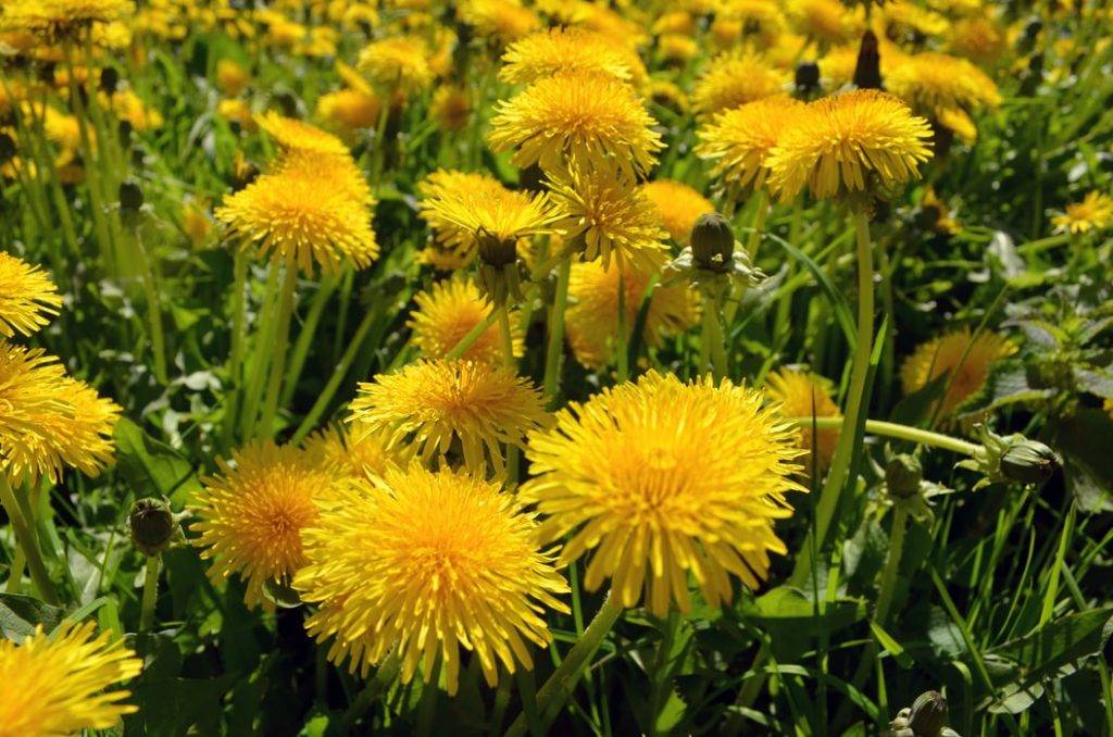 många gula maskrosor på gräsmatta under våren i solen, vilda ätbara växter