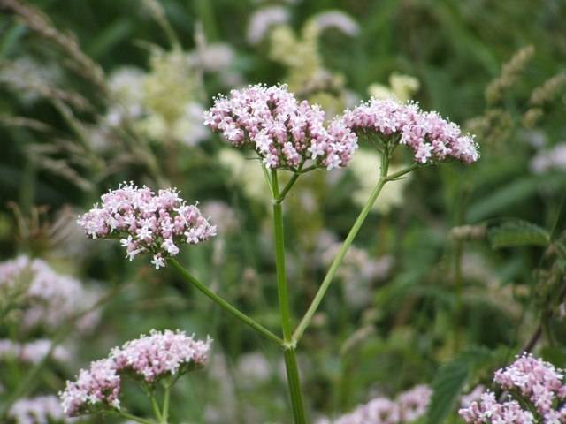 rosa vita blommor av vänderot, valeriana officinalis, på gröna stjälkar i rabbatt med många andra vänderotsväxter. Stjälkarna är uppdelade i tre med en blomma på varsin. Avslpannande ört som förbättrar sömn